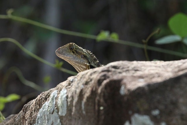 Free download lizard dragon water dragon species free picture to be edited with GIMP free online image editor