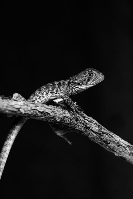 Free download lizard eastern water dragon free picture to be edited with GIMP free online image editor