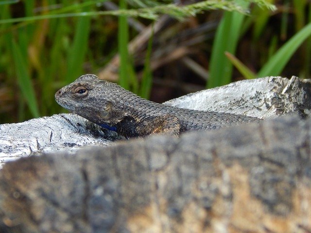 Free download Lizard Fence Western -  free photo or picture to be edited with GIMP online image editor