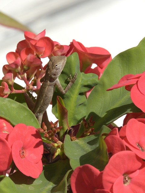 Free download Lizard Flowers Animal -  free photo or picture to be edited with GIMP online image editor
