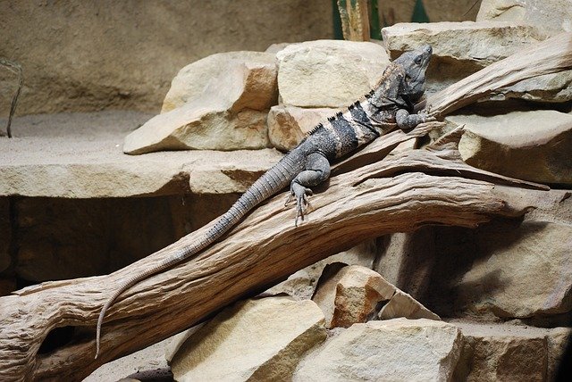 Free download Lizard Gad Zoo -  free photo or picture to be edited with GIMP online image editor