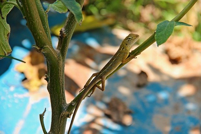 Free picture Lizard Gecko Garden -  to be edited by GIMP free image editor by OffiDocs