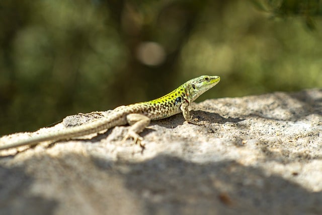 Free download lizard gecko reptile rock wild free picture to be edited with GIMP free online image editor
