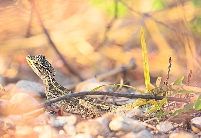 Baixe gratuitamente imagem gratuita de lagarto gecko escala réptil para ser editada com o editor de imagens online gratuito GIMP