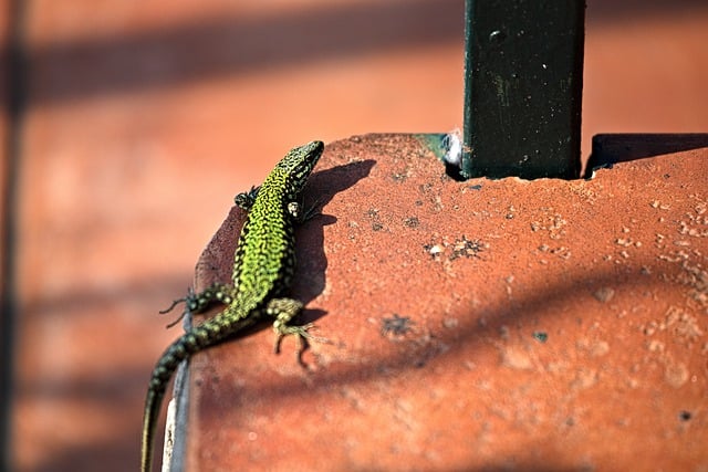 Free download lizard green little animal animal free picture to be edited with GIMP free online image editor
