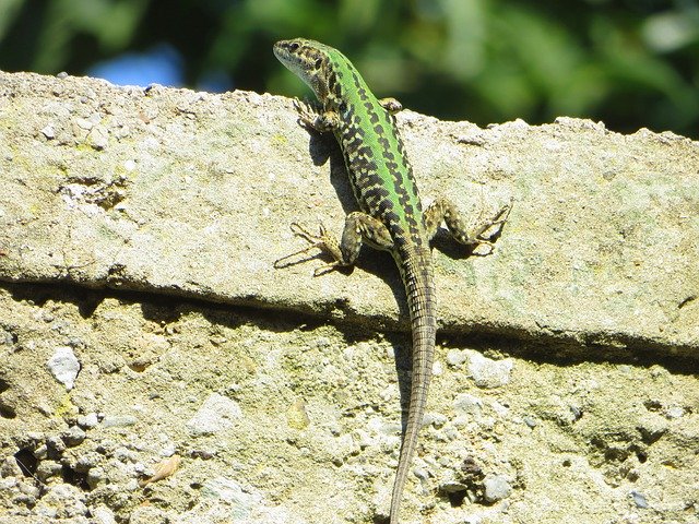 Free picture Lizard Green Wall -  to be edited by GIMP free image editor by OffiDocs