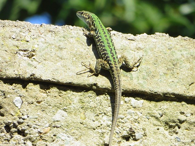 הורדה חינם Lizard Green Wall - תמונה או תמונה בחינם לעריכה עם עורך התמונות המקוון GIMP