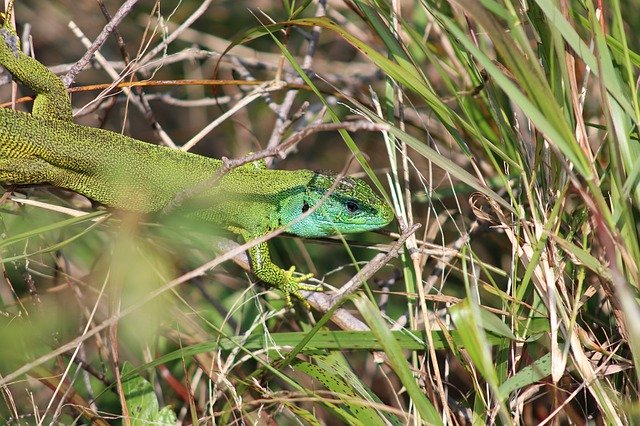 Скачать бесплатно Lizard Hidden Reptile Close - бесплатное фото или изображение для редактирования с помощью онлайн-редактора изображений GIMP