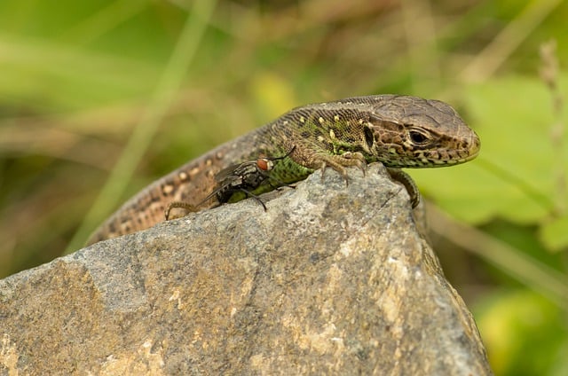 Free download lizard housefly nature rock fly free picture to be edited with GIMP free online image editor
