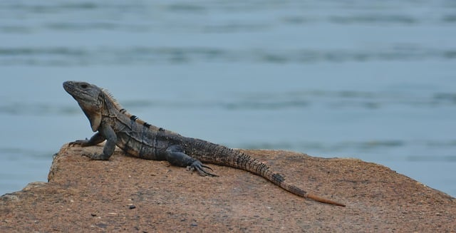 Free download lizard iguana animal species fauna free picture to be edited with GIMP free online image editor