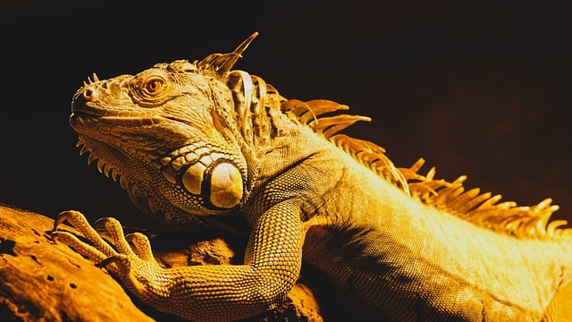 Free download lizard iguana reptile animal free picture to be edited with GIMP free online image editor