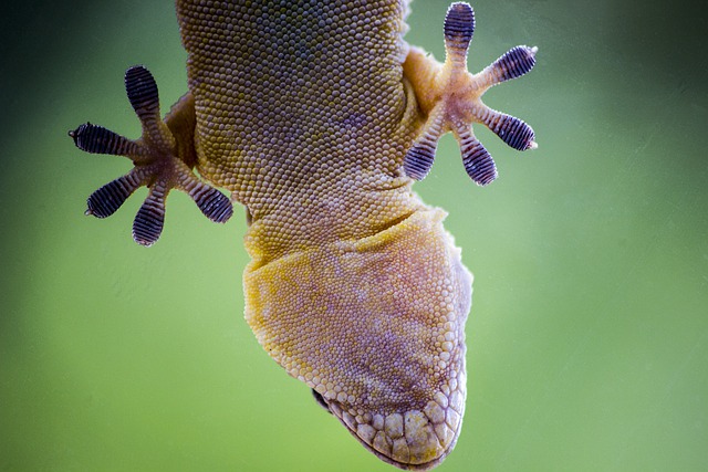 Free download lizard macro nature animal species free picture to be edited with GIMP free online image editor
