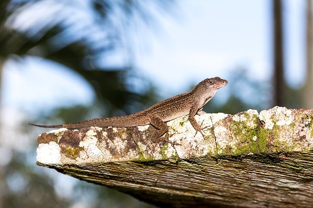 Free download Lizard Moss Nature -  free photo or picture to be edited with GIMP online image editor