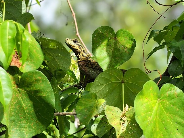 دانلود رایگان Lizard Natural Nature - عکس یا تصویر رایگان برای ویرایش با ویرایشگر تصویر آنلاین GIMP