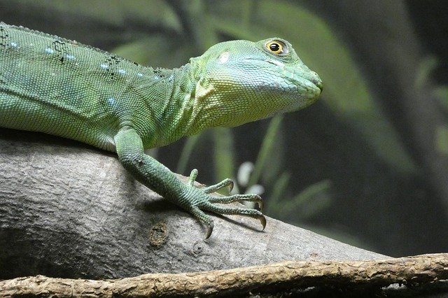 دانلود رایگان Lizard Nature Reptile - عکس یا تصویر رایگان قابل ویرایش با ویرایشگر تصویر آنلاین GIMP