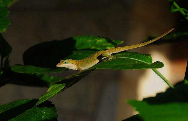 Free download lizard nature reptile wildlife free picture to be edited with GIMP free online image editor