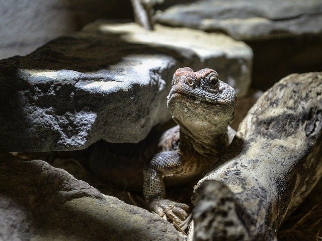 ดาวน์โหลดฟรี Lizard Nature Stone - ภาพถ่ายหรือรูปภาพฟรีที่จะแก้ไขด้วยโปรแกรมแก้ไขรูปภาพออนไลน์ GIMP