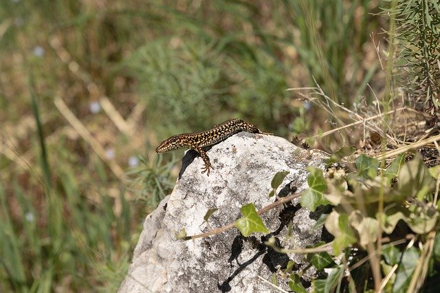 Muat turun percuma Lizard Nature Summer - foto atau gambar percuma untuk diedit dengan editor imej dalam talian GIMP