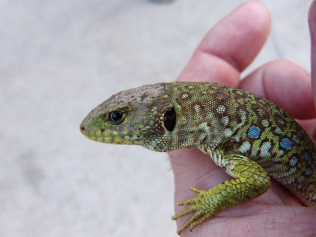 Free download Lizard Ocellated Quad -  free photo or picture to be edited with GIMP online image editor