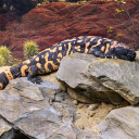 Lizard on the Rock  screen for extension Chrome web store in OffiDocs Chromium