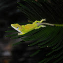Lizard on the tip of a leaf  screen for extension Chrome web store in OffiDocs Chromium