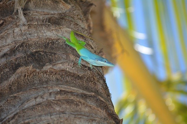 Muat turun percuma Lizard Palm Colorful - foto atau gambar percuma untuk diedit dengan editor imej dalam talian GIMP
