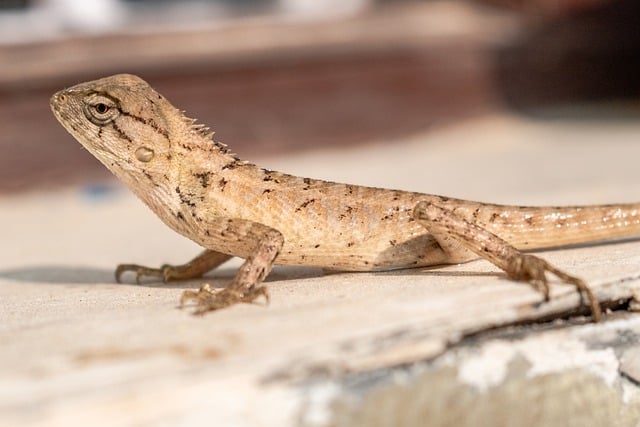 Unduh gratis kadal reptil hewan gurun gambar gratis untuk diedit dengan editor gambar online gratis GIMP