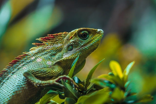 Free download lizard reptile animal green jungle free picture to be edited with GIMP free online image editor