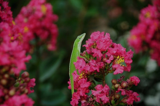 Free download lizard reptile animal wildlife free picture to be edited with GIMP free online image editor
