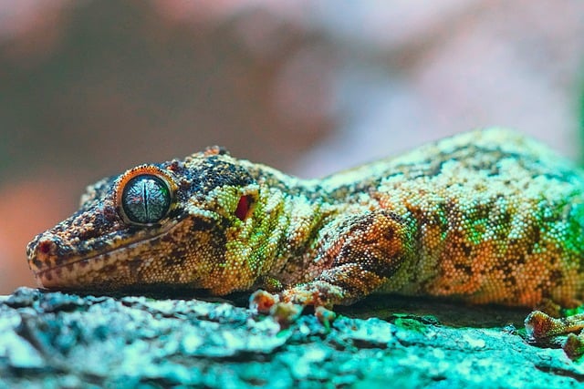 Free download lizard reptile eye multicoloured free picture to be edited with GIMP free online image editor