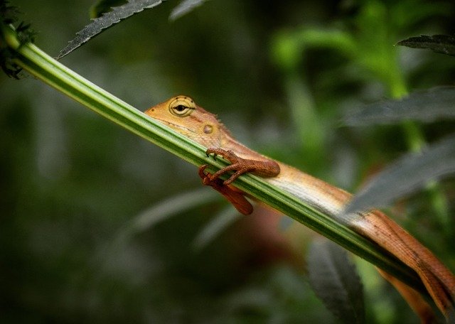 Téléchargement gratuit Lizard Reptile Garden - photo ou image gratuite à éditer avec l'éditeur d'images en ligne GIMP