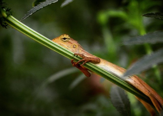 Free download Lizard Reptile Garden -  free photo or picture to be edited with GIMP online image editor