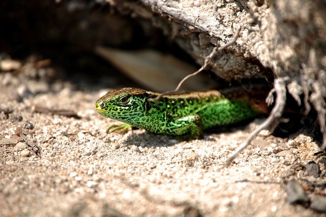 Безкоштовно завантажте безкоштовне зображення ящірка рептилія зелена природа тварина для редагування за допомогою безкоштовного онлайн-редактора зображень GIMP