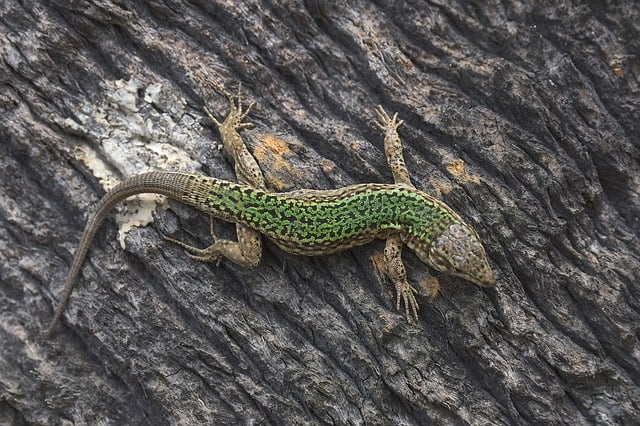 Free download lizard reptile ibiza formentera free picture to be edited with GIMP free online image editor