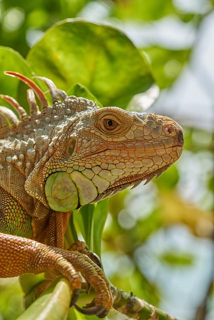 Free download lizard reptile iguana nature free picture to be edited with GIMP free online image editor