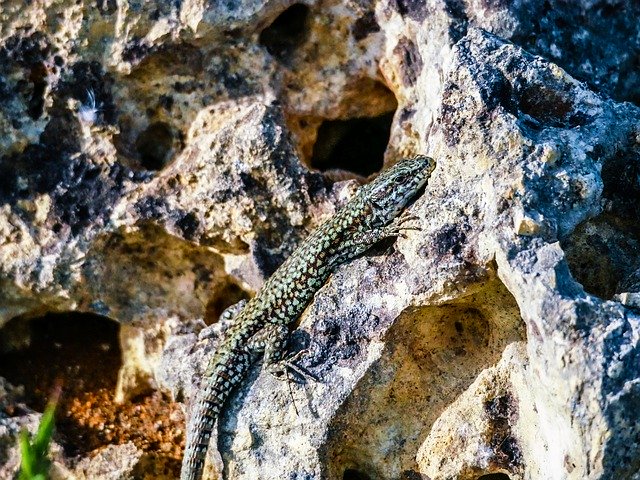 Bezpłatne pobieranie Lizard Reptile Insect - darmowe zdjęcie lub obraz do edycji za pomocą internetowego edytora obrazów GIMP