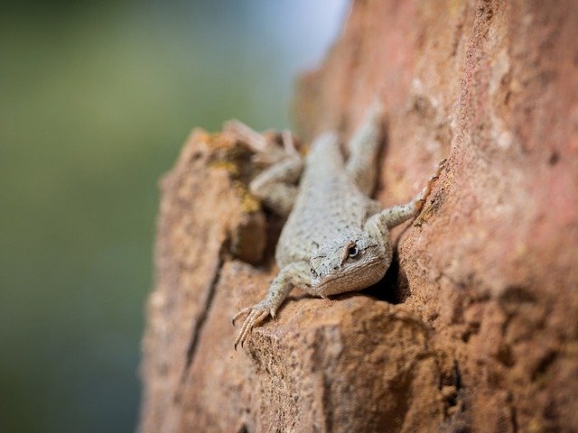 Free download Lizard Reptile Nature -  free photo or picture to be edited with GIMP online image editor