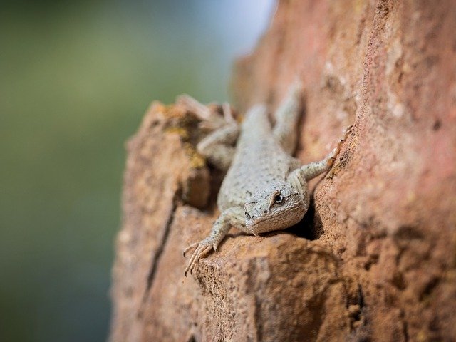 Unduh gratis Lizard Reptile Nature - foto atau gambar gratis untuk diedit dengan editor gambar online GIMP