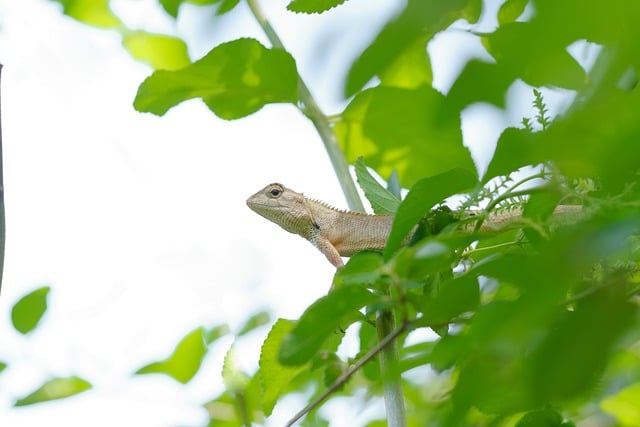 Free download lizard reptile nature wildlife free picture to be edited with GIMP free online image editor