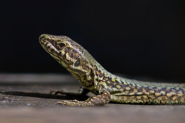 Free download lizard reptile podarcis muralis free picture to be edited with GIMP free online image editor