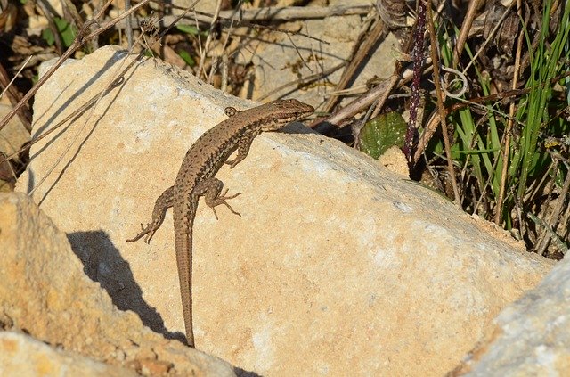 Безкоштовно завантажити Lizard Reptile Roche - безкоштовне фото або зображення для редагування за допомогою онлайн-редактора зображень GIMP