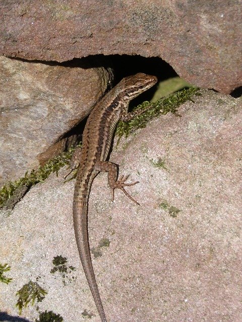 Unduh gratis Lizard Reptile Rocks - foto atau gambar gratis untuk diedit dengan editor gambar online GIMP