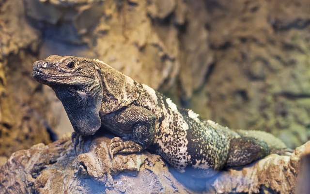 무료 다운로드 도마뱀 파충류 바위는 김프 무료 온라인 이미지 편집기로 편집할 수 있는 발 무료 사진을 닫습니다.