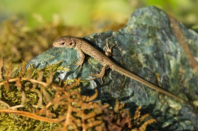 Free download lizard reptile rock sun animal free picture to be edited with GIMP free online image editor