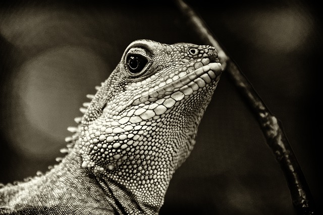 Free download lizard reptile scales details free picture to be edited with GIMP free online image editor