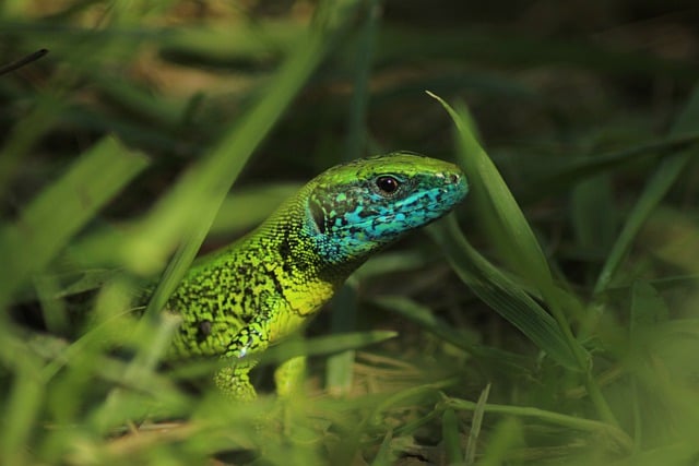 Muat turun percuma sisik reptilia cicak paparan rumput gambar percuma untuk diedit dengan editor imej dalam talian percuma GIMP