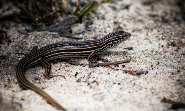 Free download lizard reptile skink stripes free picture to be edited with GIMP free online image editor