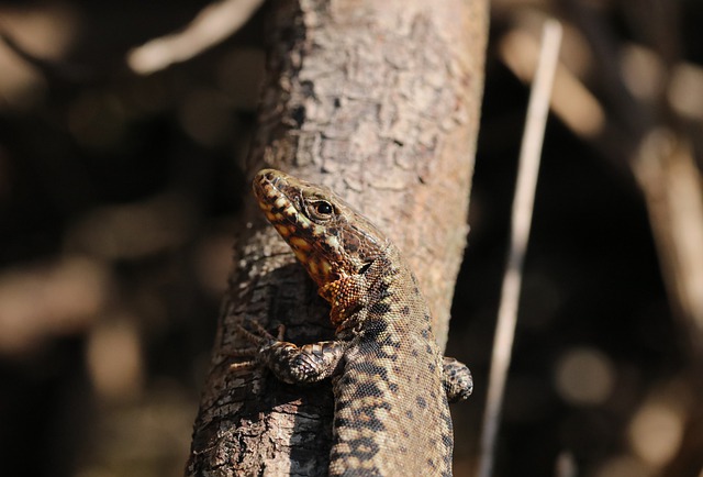 Free download lizard reptiles scales biodiversity free picture to be edited with GIMP free online image editor