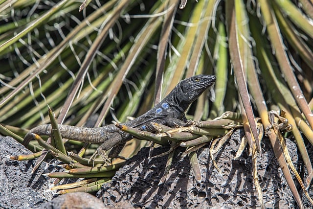 Free download lizard reptile tenerife free picture to be edited with GIMP free online image editor