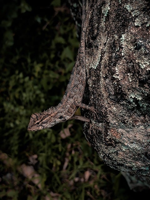 Free download lizard reptile tree animal nature free picture to be edited with GIMP free online image editor